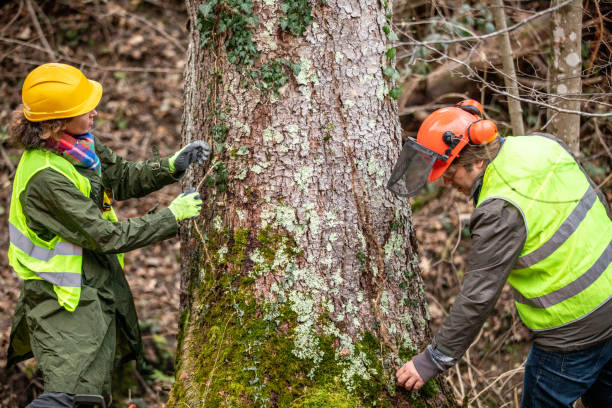 Best Utility Line Clearance  in Marsing, ID