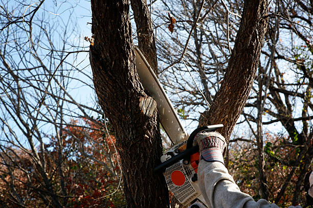 Best Tree Risk Assessment  in Marsing, ID